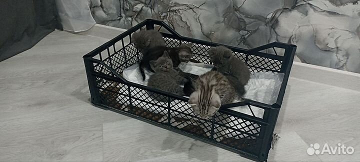 Британские котята