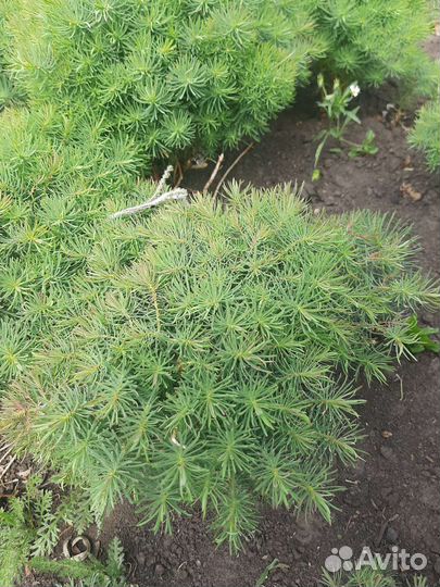 Многолетние садовые растения