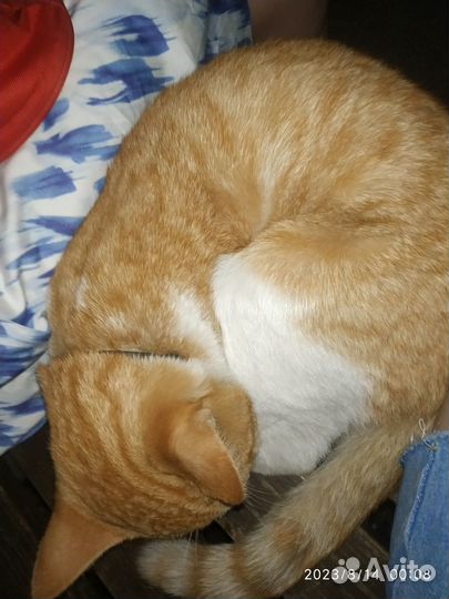 Найден рыжий кот