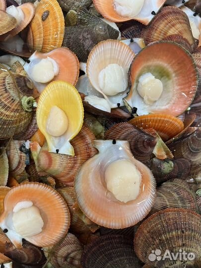 Морской гребешок