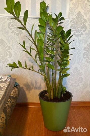 Замиокулькас