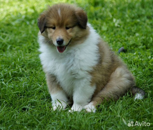 Колли щенки