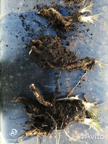 Саженцы ремонтантной малины, клубники