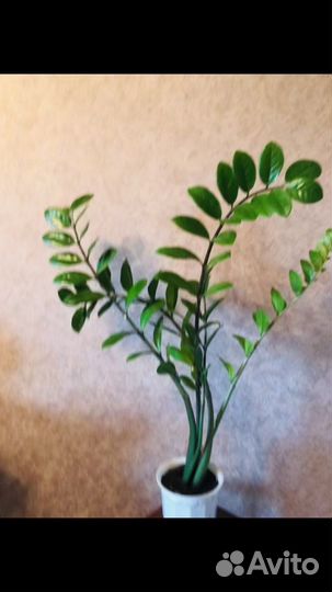 Замиокулькас