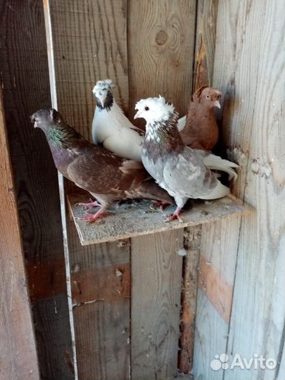 Продам голубей
