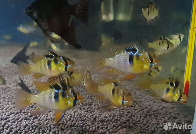 Апистограммы рамирези, скалярии