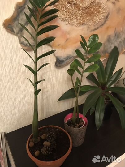 Замиокулькас