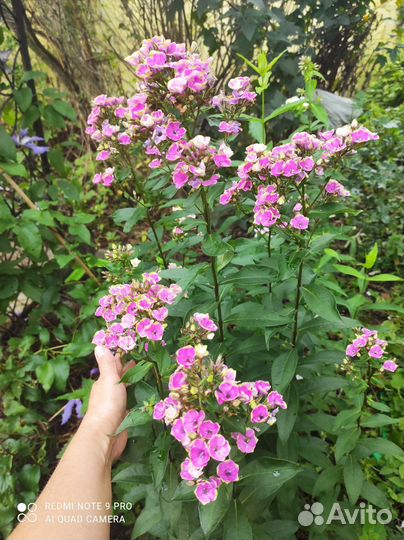 Юкка, флокс Ауреоле