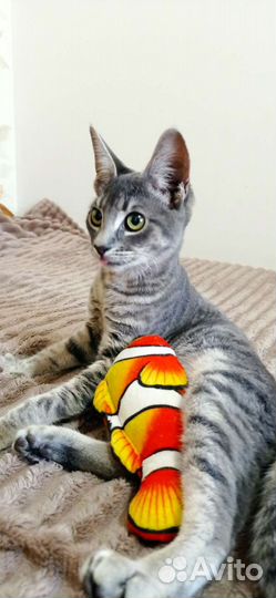 Найдена Кошка