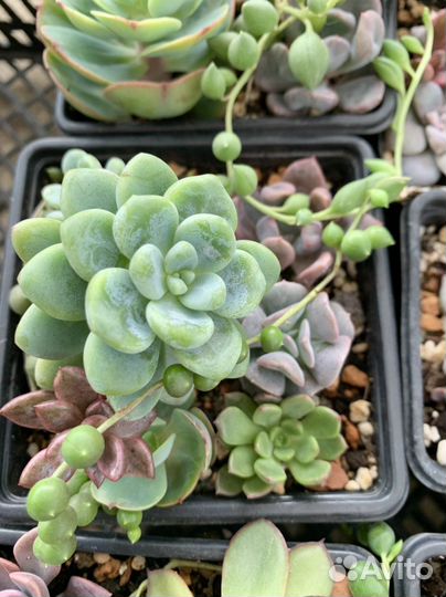 Суккуленты (набор)