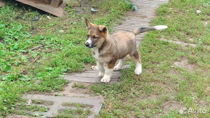 Щенок в добрые руки