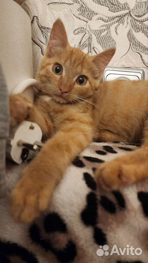 Кошечка в хорошие руки