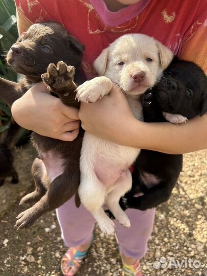 Щенки
