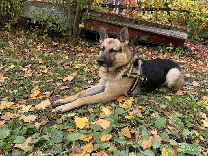 Собака в добрые руки