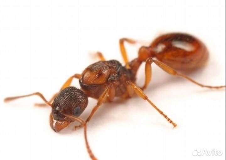 Матка муравьёв Solenopsis fugax и Myrmica rubra