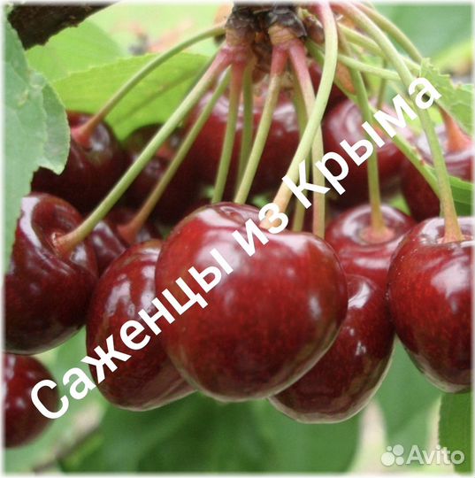 Саженцы черешни