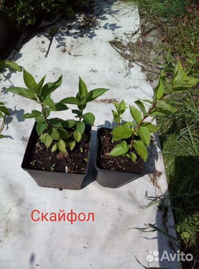 Гортензии, Пионы, Лилейники