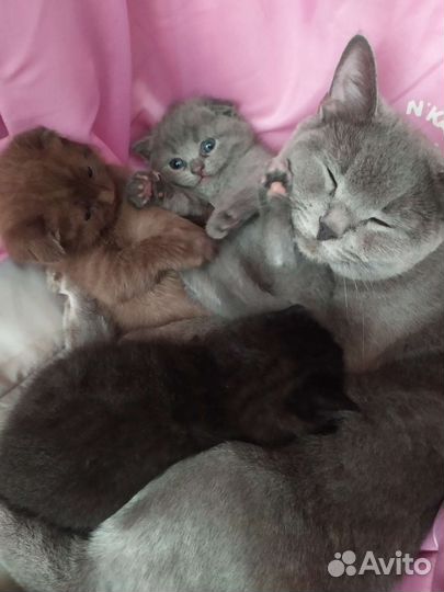 Вислоухие котята
