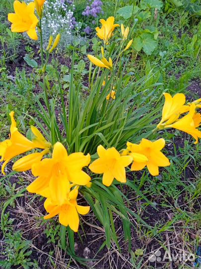 Многолетние цветы