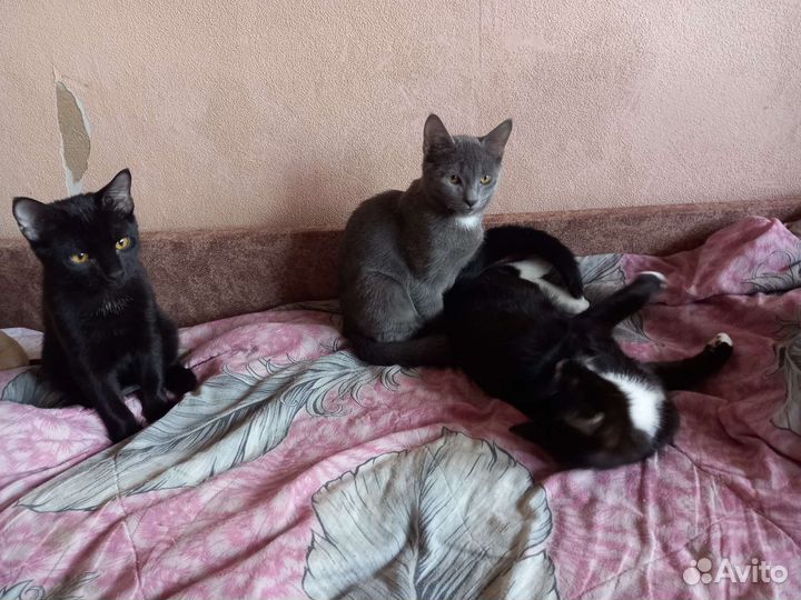 Кошки в добрые руки бесплатно