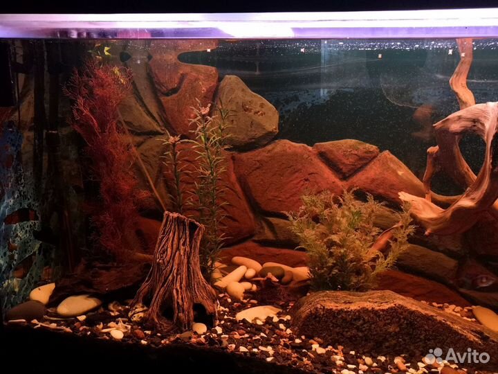 Аквариум 500