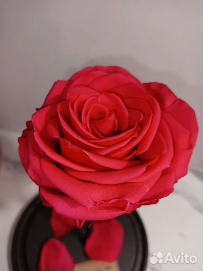 Вечная роза в колбе, кинг