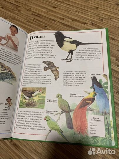 Энциклопедия животного мира