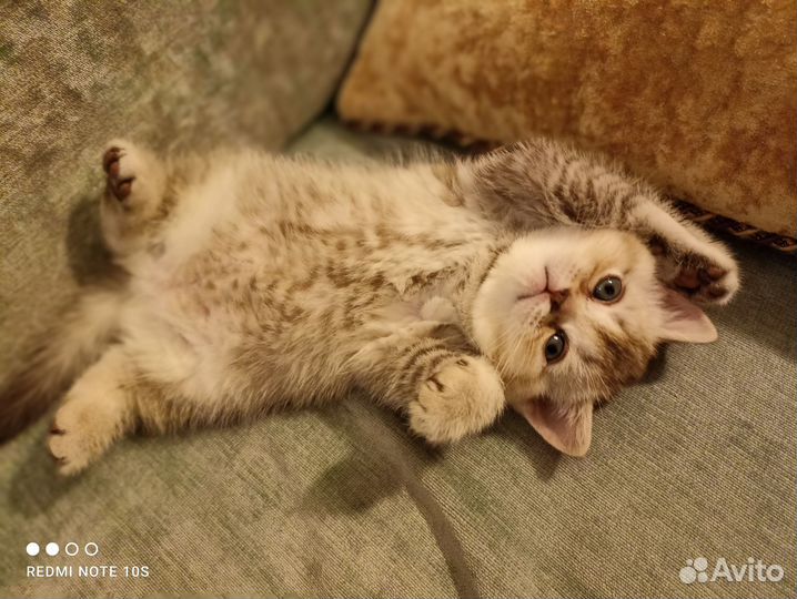 Продажа котят