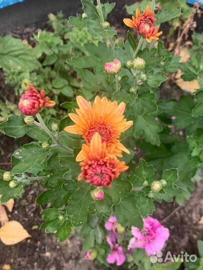 Хризантема