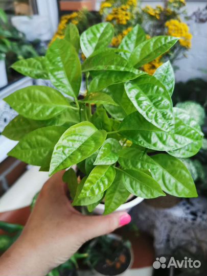 Саженцы маракуйя