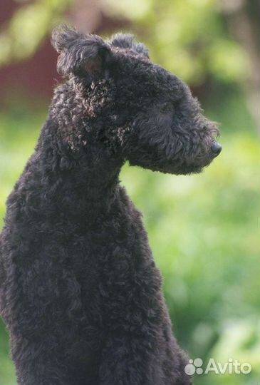 Пуми - Национальное достояние Венгрии