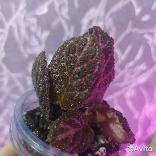 Эписции разные