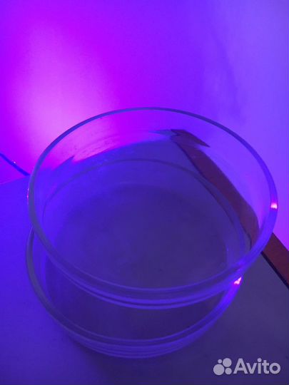 Чашки петри стеклянные