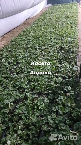 Рассада клубники априка купить в Белореченске | Товары для дома и дачи ...