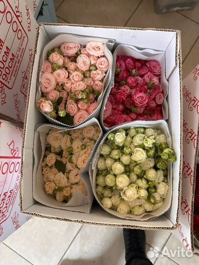 Кустовые розы