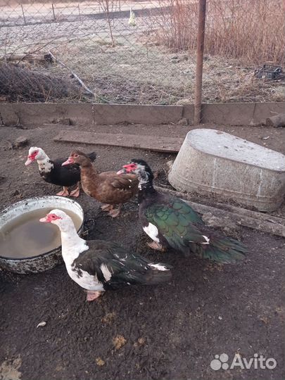 Мускусные утки на племя