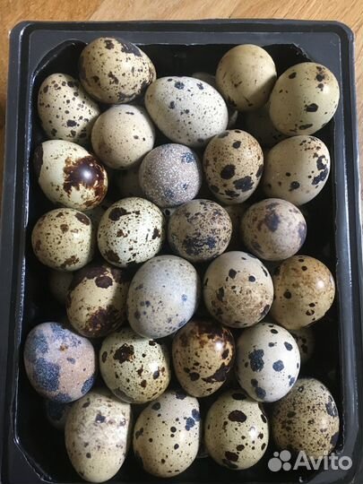 Яйца перепелиные инкубационное
