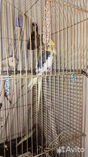 Попугай корелла с клеткой
