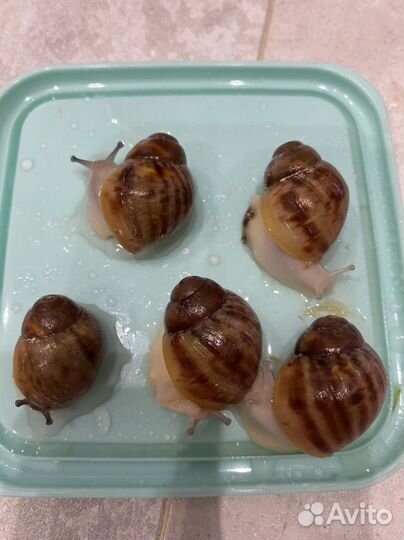 Архахатины Маргината Овум