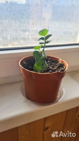 Мурайя метельчатая и карисса