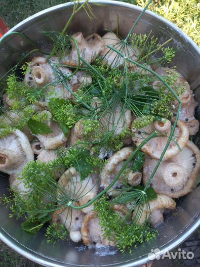 Грибы-грузди бочковые, соленые и маринованные