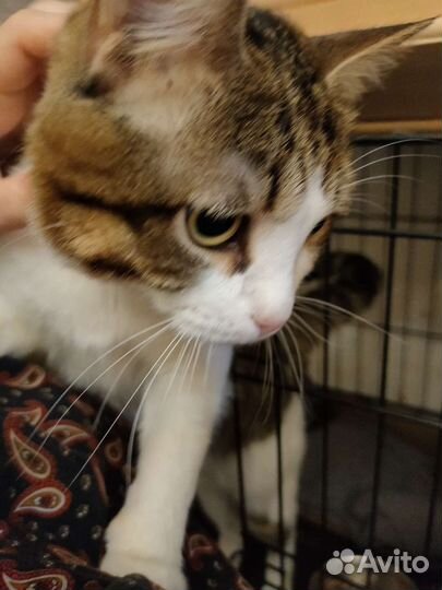 Котику с Лейкозом грустно в клетке