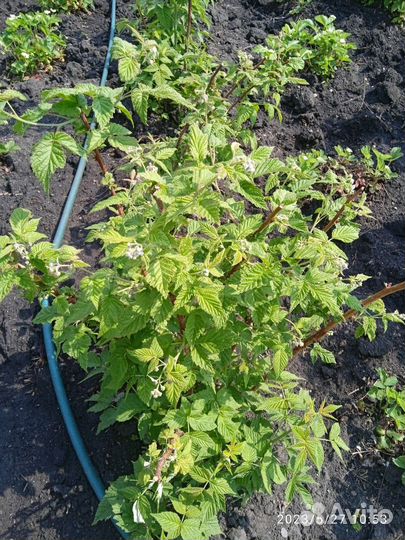 Саженцы Малины