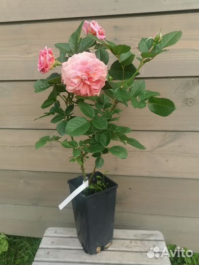 Розы флорибунда