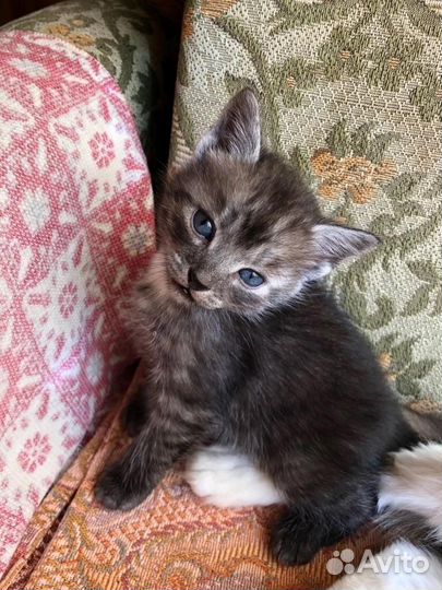 Без кота и жизнь не та