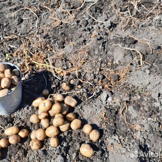 Продам картофель