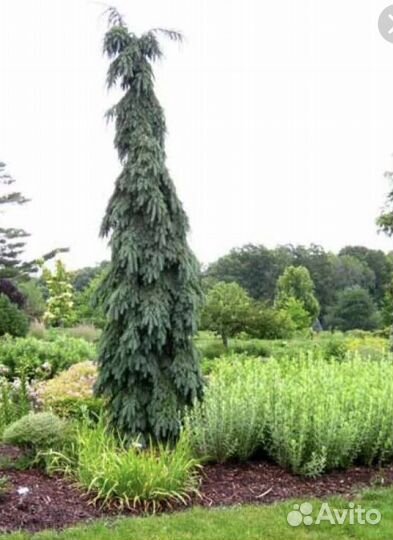 Ель пендула брунс