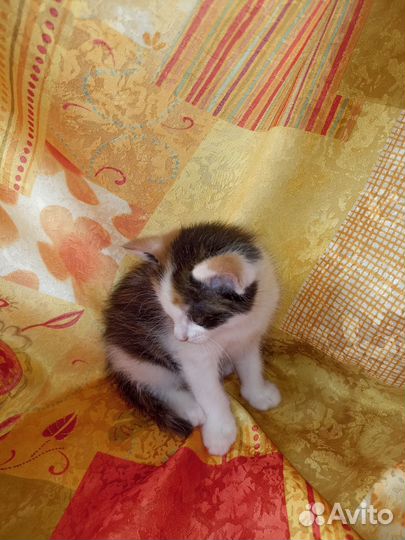 Трехцветные котята- кошечки с доставкой