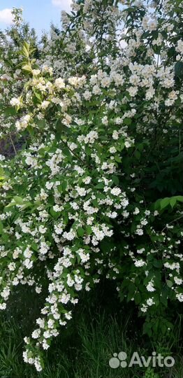 Жасмин чубушник