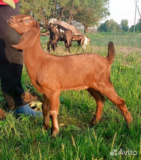 Нубийские козы